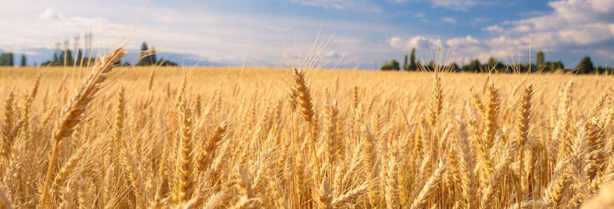 Catégories du blé