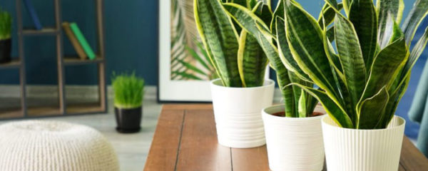 plantes