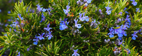 plantes authentiques du sud de la France