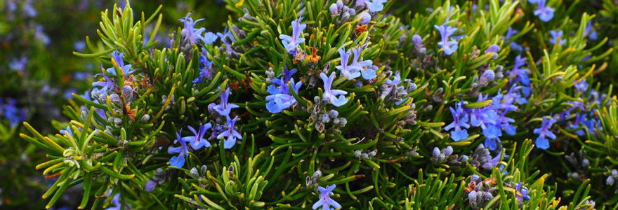 plantes authentiques du sud de la France