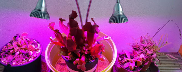 lampe horticole