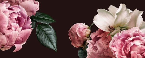 pivoines